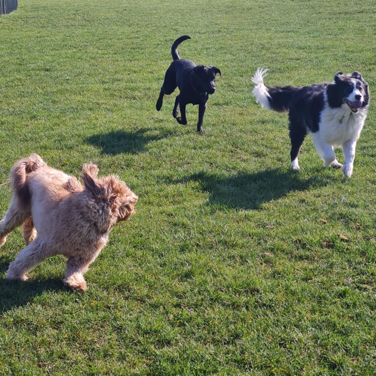 Three Dogs running Group Walking