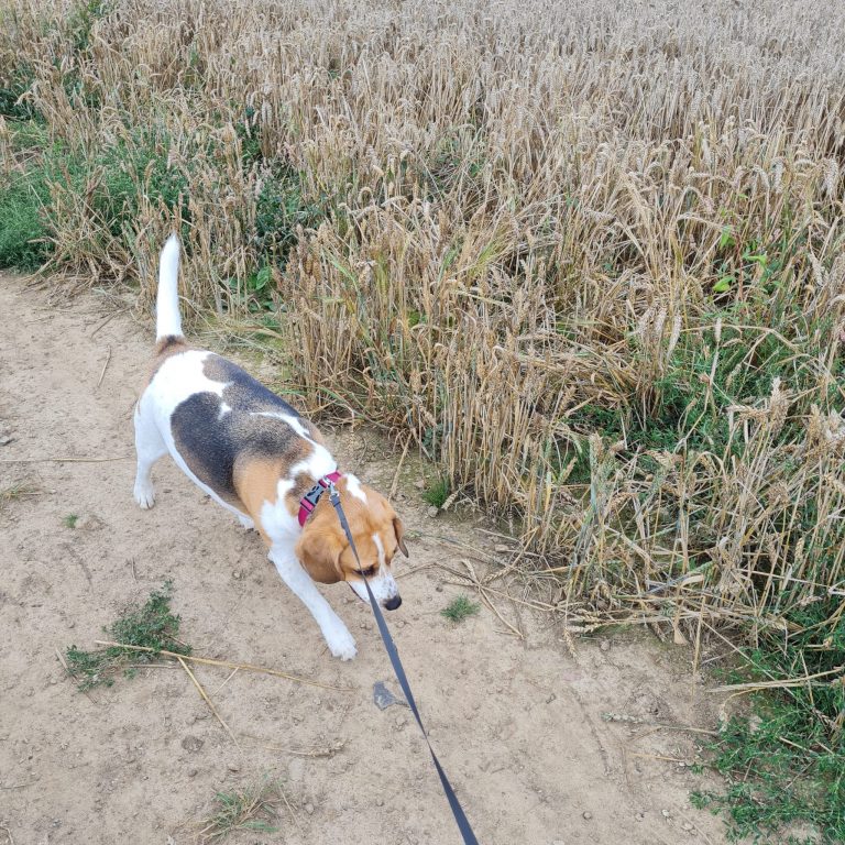 Dog walking grass maidstone