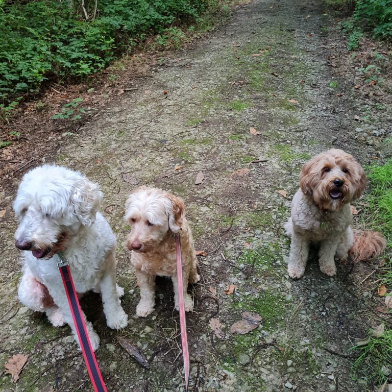 Three Dogs on rural walk
