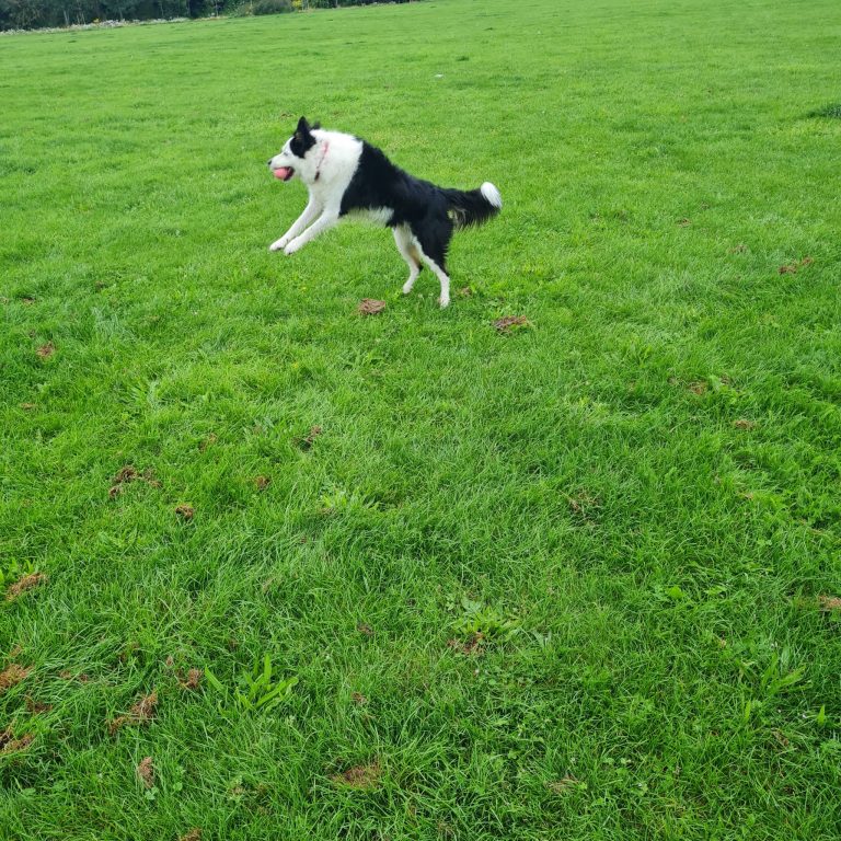 dog being walked catching ball