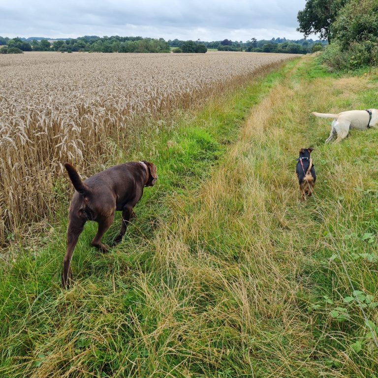 three dogs being walked next to field