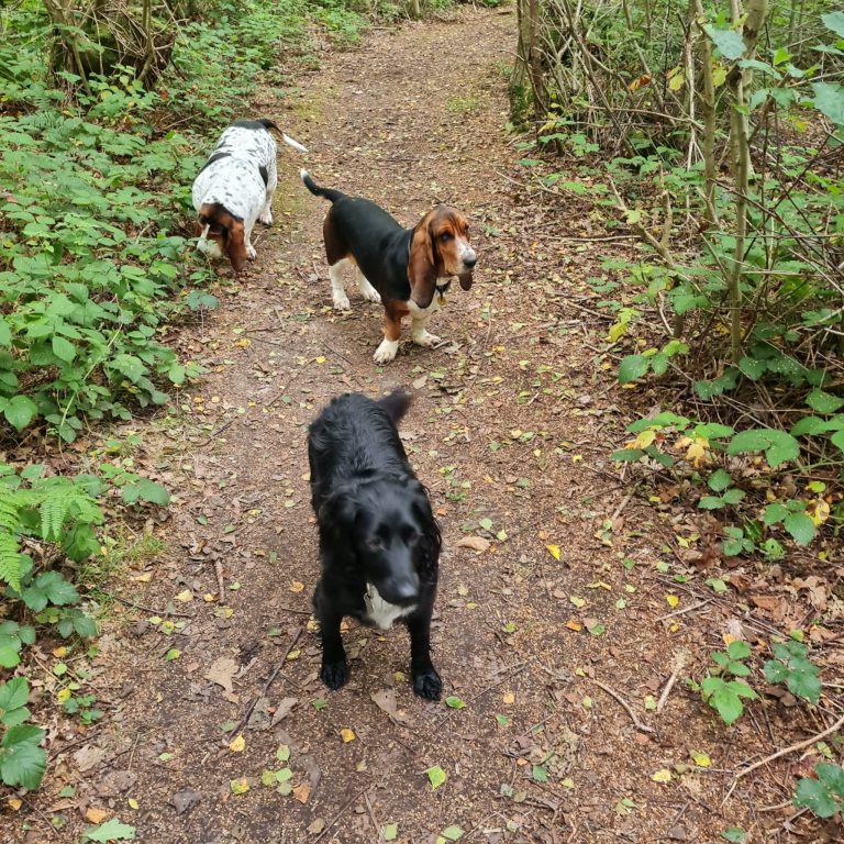 three dogs being walked through woodland maidstone